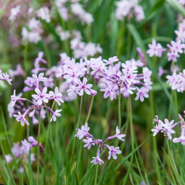 TULBAGHIA-Purple-Eye-jpeg