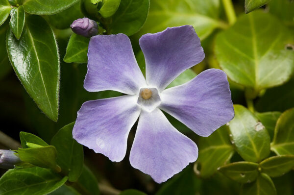 Vinca_major_jpeg