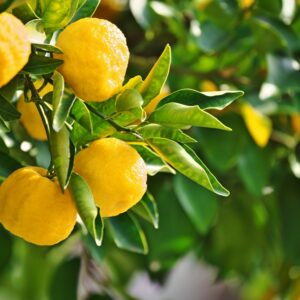 Fruit of the Citrus junos