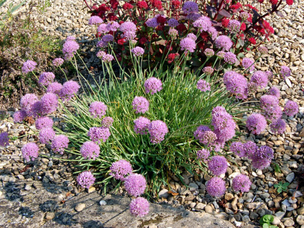 allium_senescens_ssp._montanum_jpeg