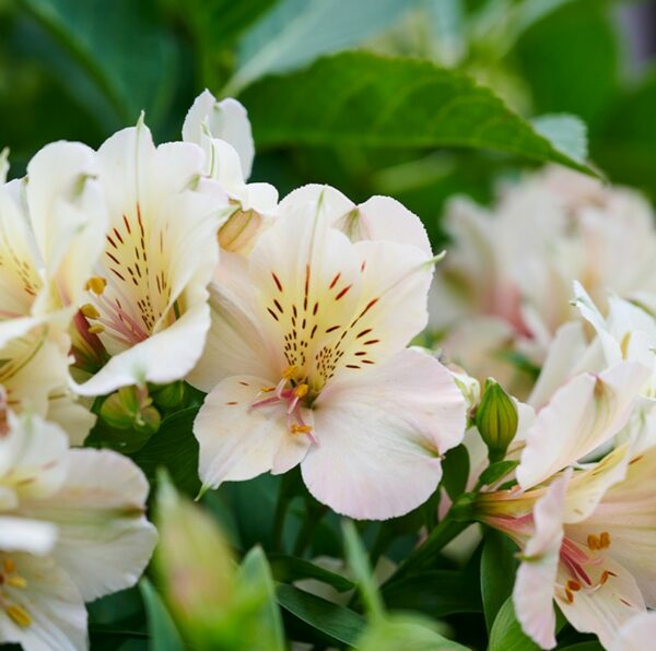 alstroemeria-beach-valley