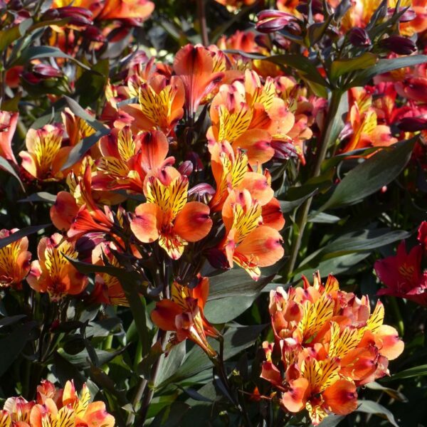 alstroemeria-indian-summer-jpeg