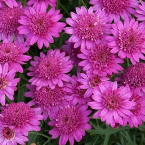 anthemis-argyranthemum-crested-hot-pink