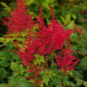 astilbe younique ruby red jpeg
