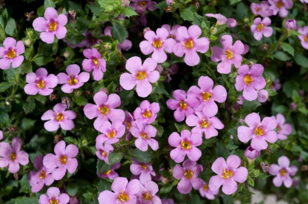bacopa-everest-pink