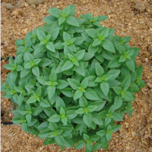 basilic-fin-vert-a-petites-feuilles