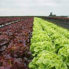 Salade Batavia rouge ou verte Barquette de 12 pieds - batavia-rouge-verte