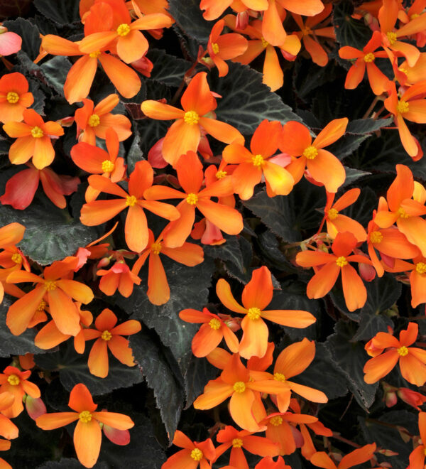 begonia-glowing-embers