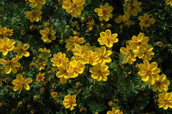 bidens-yellow-sunshine