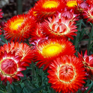 bracteantha-immortellesunbrella-red