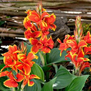 canna cannova red golden flame