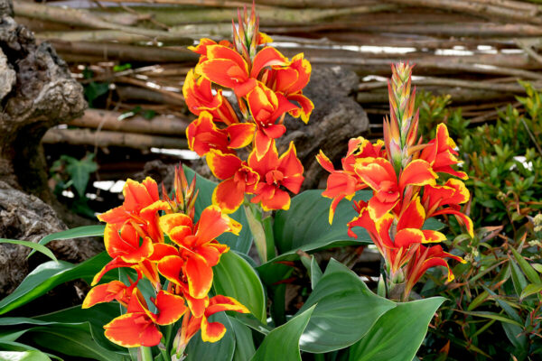 canna cannova red golden flame