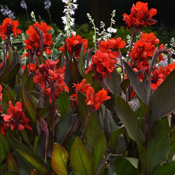 canna-cannova-scarlet-jpeg