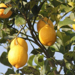 citronnier-4-saisons