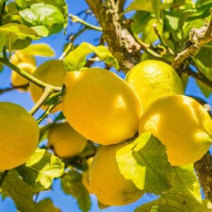 citronnier-4-saisons-jpeg