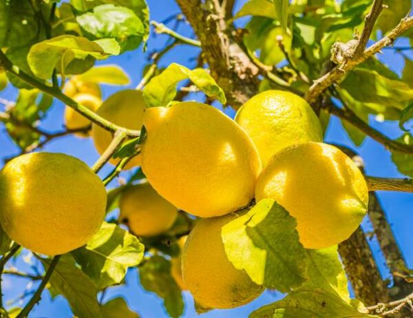 citronnier-4-saisons-jpeg