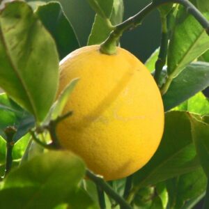 citronnier-meyer-jpeg