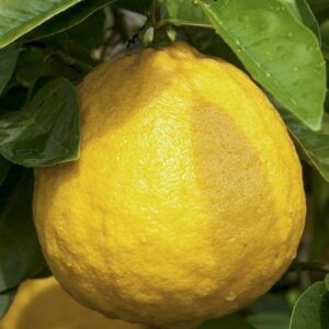 citrus_limon_lipo_jpeg