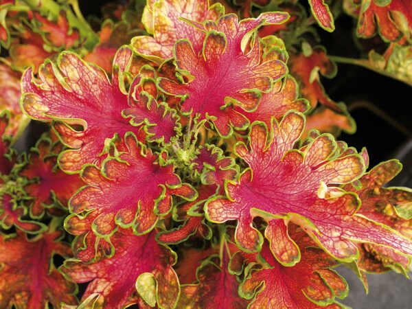 coleus-ruffles-copper