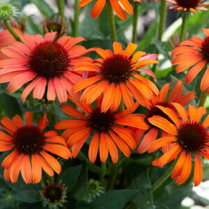 echinacea artisan soft orange