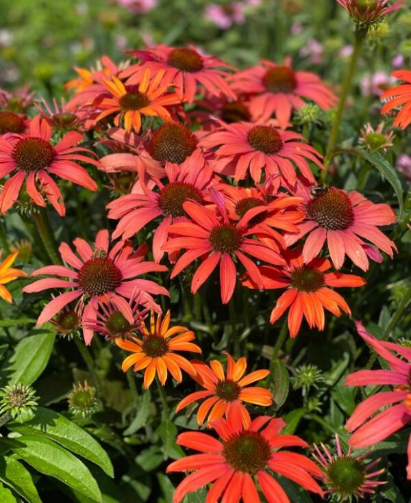 echinacea_sunseeker_coral_jpeg