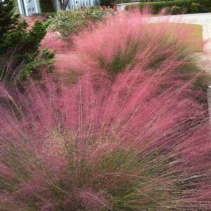 egragrostis purple love grass