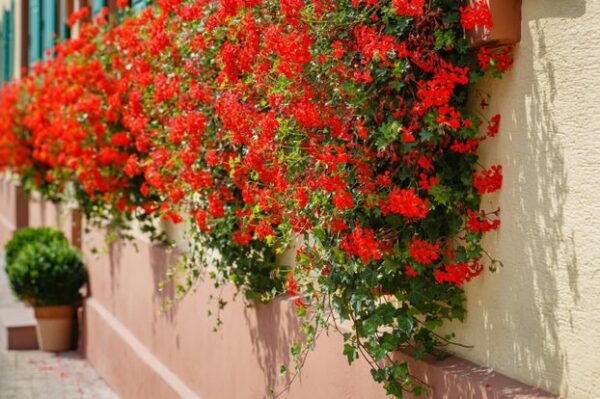 geranium-balcon