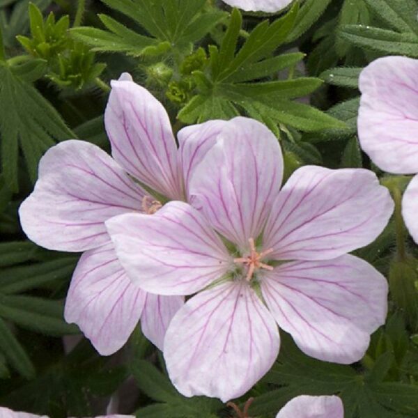 geranium pink pouffe-jpeg.