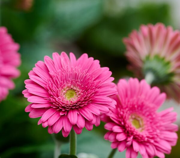 gerbera sweet maggie