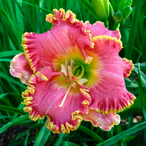 Diva’s Choice Reblooming Daylily