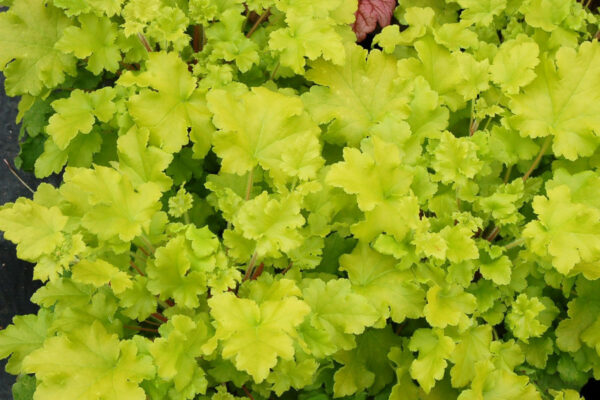 heuchera-lime-marmalade