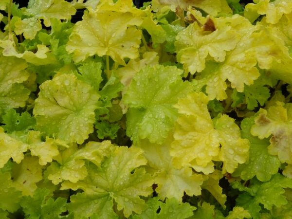 heuchera_lemon_love_jpeg