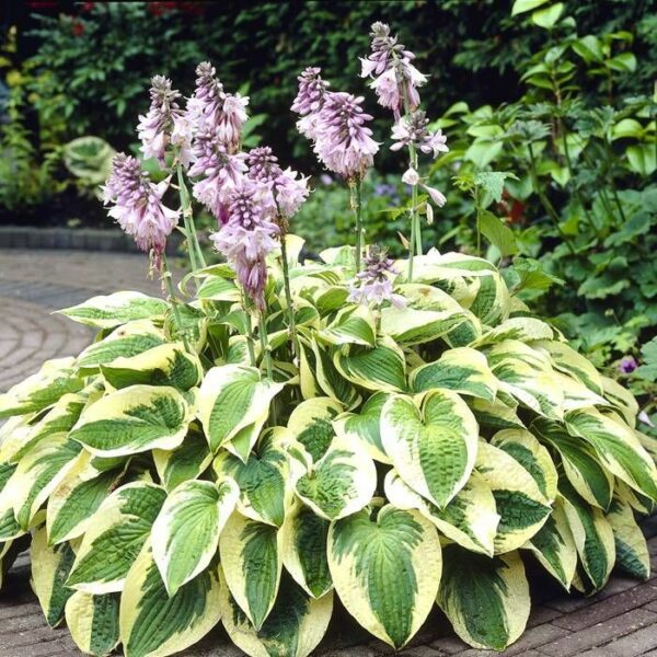 hosta wide brim_jpeg