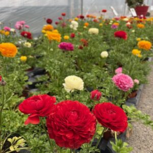 Renoncules pot 13cm - image1 (2)