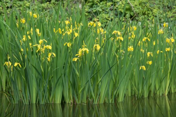 iris pseudacorus_jpeg