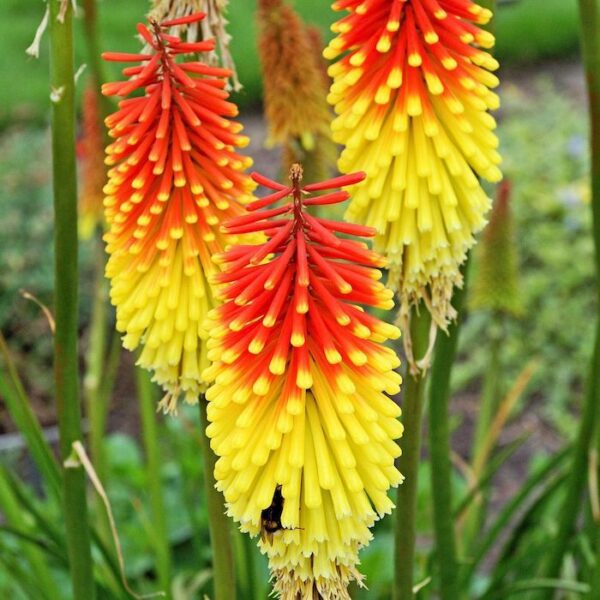 kniphofia-uvaria-grandiflora-jpeg