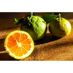 mandarinier-satsuma-jpeg