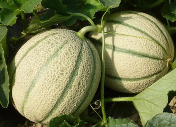 Melon brodé Edgar Godet - melon-brodé-edgar