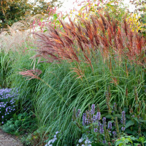 miscanthus red chief