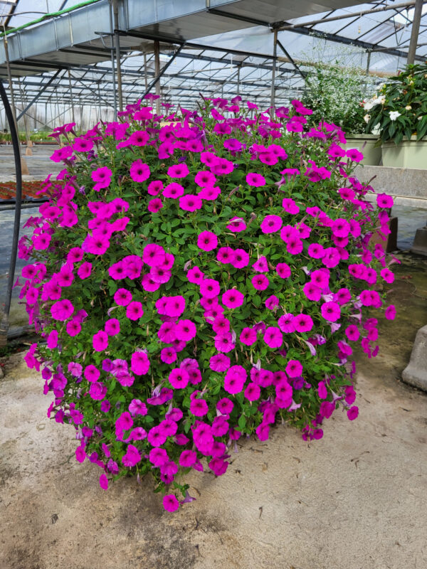 petunia-raspeberry