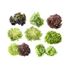 Salade en mélange Barquette de 12 plants - salade-mix