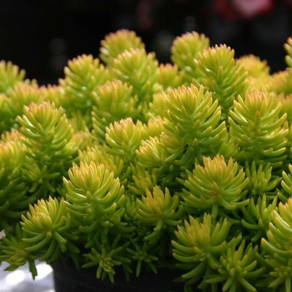 sedum reflexum yellow cushion