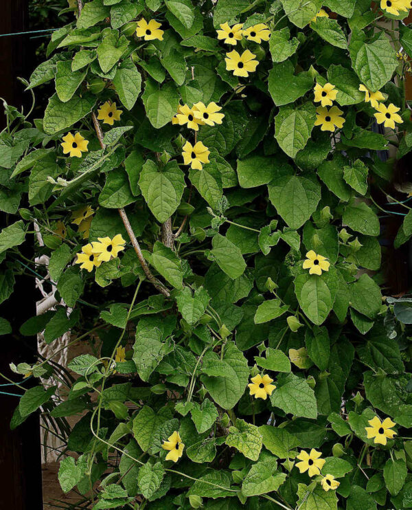 thunbergia-yellow