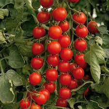 Tomate Cerise Supersweet 100 Pot 0.5L - tomate-cerise-supersweet