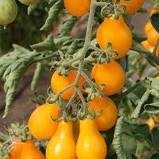 Tomate cerise Yellow Pearshaped Pot 0.5L - tomate-cerise-yellow-pearshaped