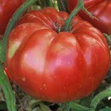 Tomate Russe rouge Pot 0.5L - tomate-russe-rouge