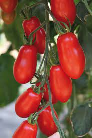 Tomate Cerise Trilly Pot 0.5L - tomate-trilly-cerise