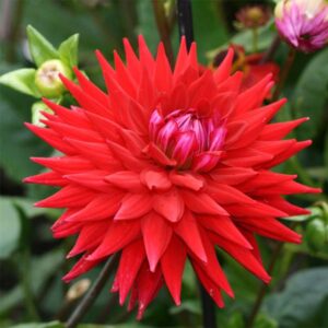 Dahlia-Semi-Cactus-best of red