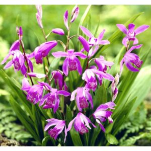 bletilla-striata-purple-orchidee-jacinthe