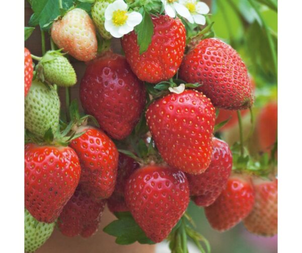 fraisier-ostara